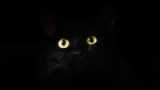 cat eyes 2944820 1920 160x90 - 私の脇見恐怖症の症状を全部暴露します